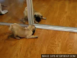 anigif_enhanced-buzz-15925-1346247220-1