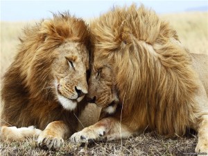 a19c2bd54049c195350e91e03a997b55