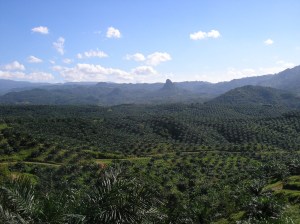 Oil_palm_plantation_in_Cigudeg-05