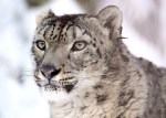 snow-leopard-620556_960_720