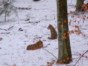 © Roberto Cazzolla Gatti 